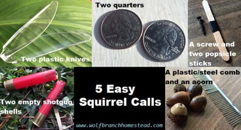 5 Easy Squirrel Calls (with Video) Image